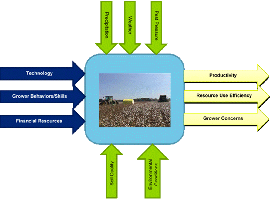 Organic cotton production data 'suspicious', Features