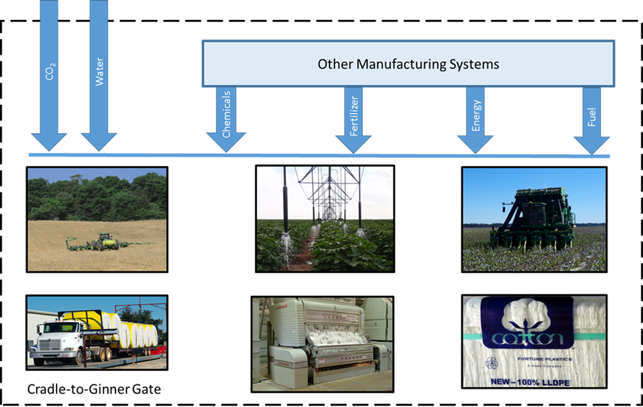 How to Think About Cotton: Plant Growth Regulators - Alabama Cooperative  Extension System