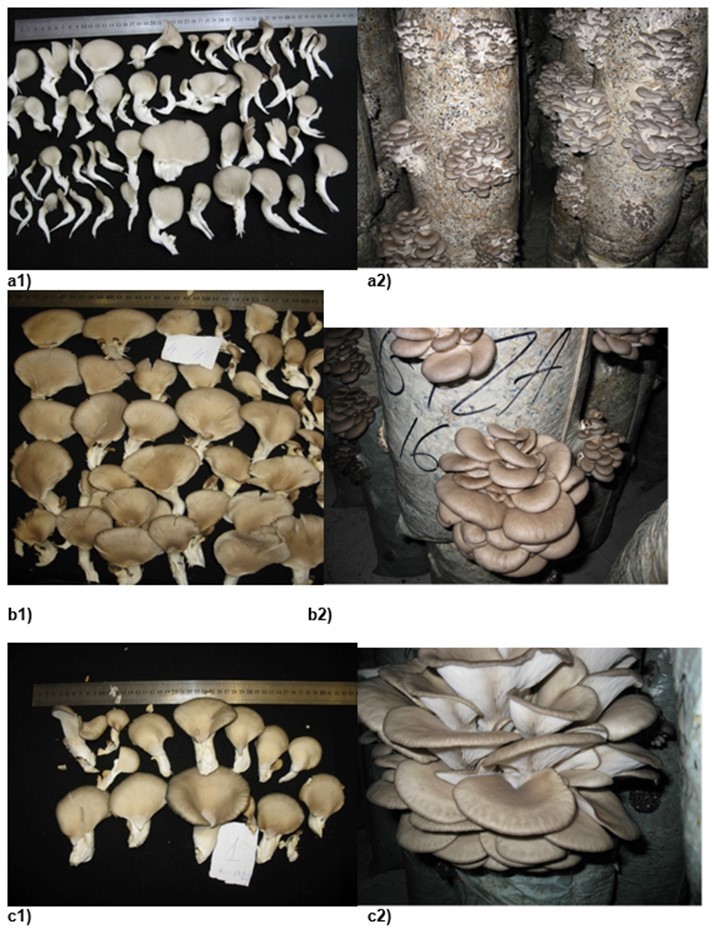 Oyster Mushroom Growth Stages  