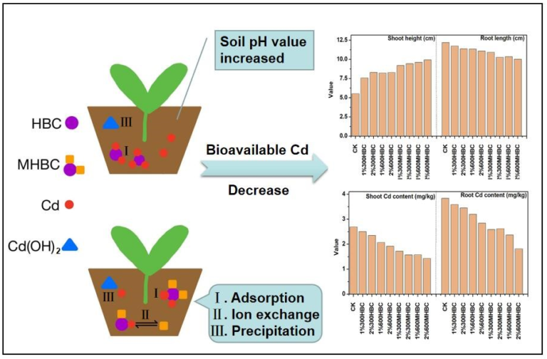 Effects of Mgmodified biochar on the bioavailability of cadmium in