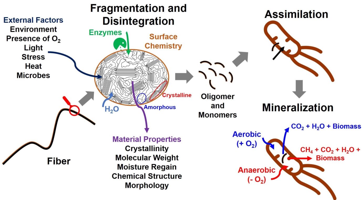 Effects Of Chemical And Morphological Structure On Biodegradability Of ...