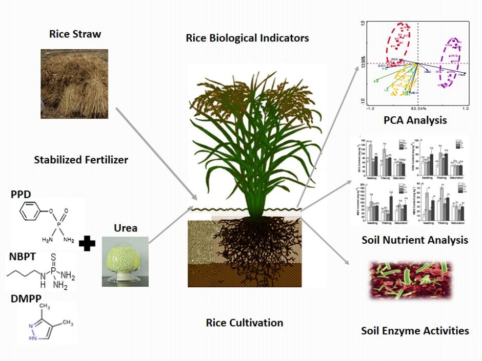 Effect of a urea and urease/nitrification inhibitor combination on rice ...