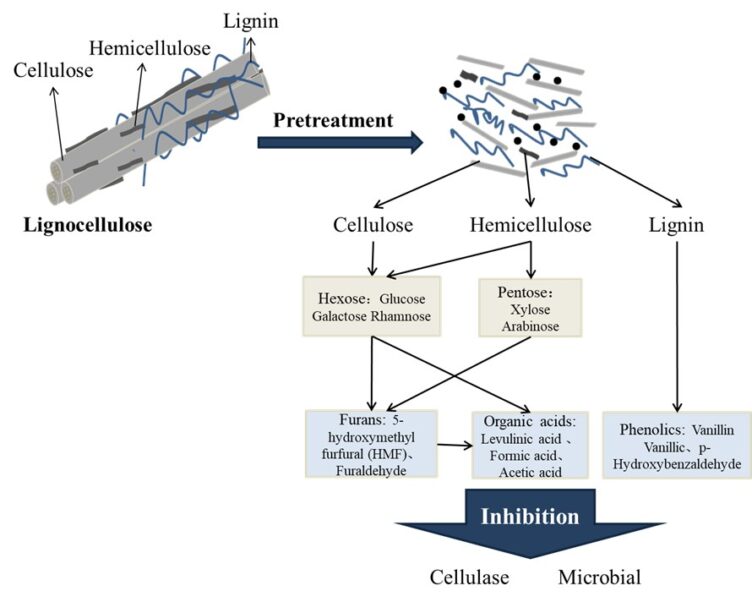 Production and detoxification of inhibitors during the destruction of ...