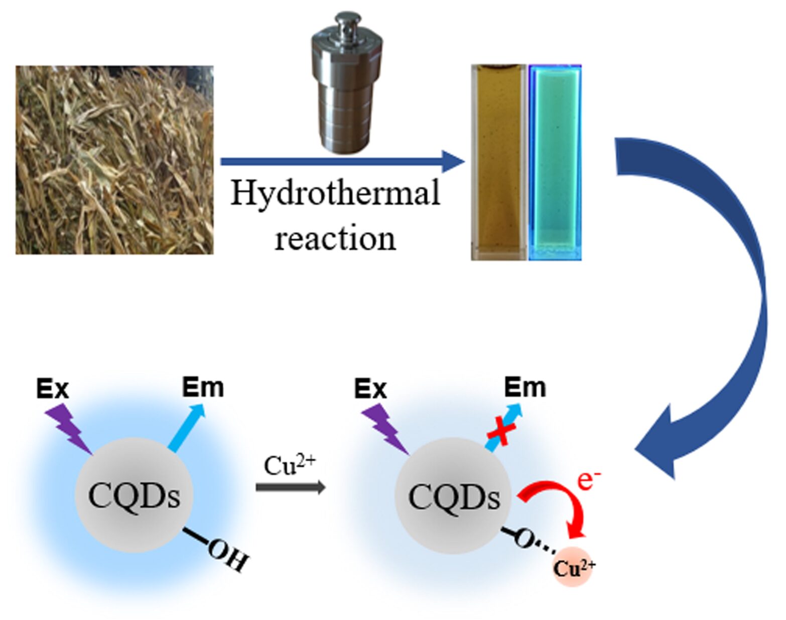 Preparation of carbon quantum dots from corn straw and their