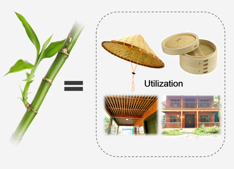 Bamboo as a valuable resource and its utilization in historical and