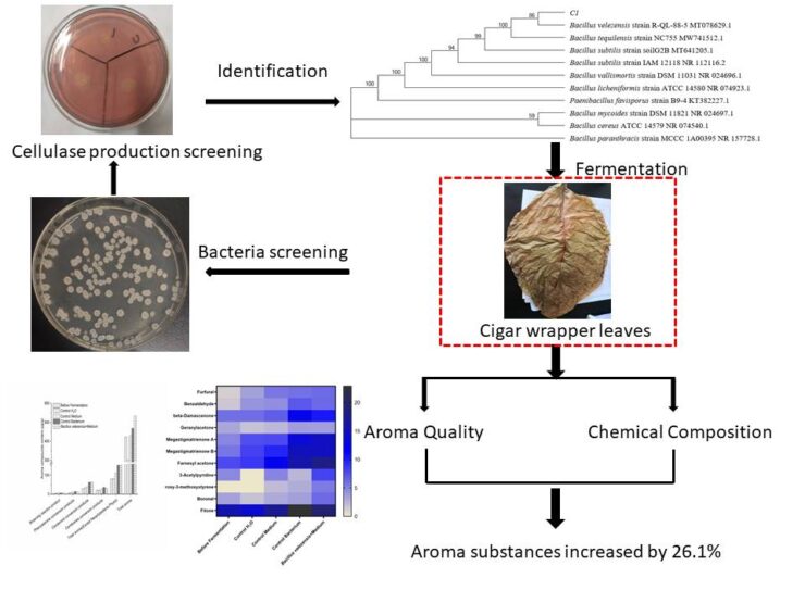 Screening Of Cellulase-producing Bacteria And Their Effect On The ...