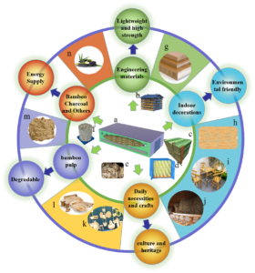 Bamboo, Characteristics, Distribution & Uses