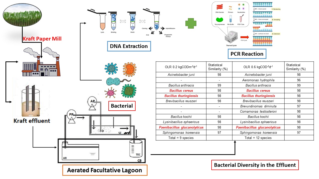 Bacterial diversity in aerated facultative lagoon treating kraft ...