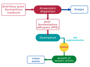 Activated sludge process treatement of spentwash Presentation1