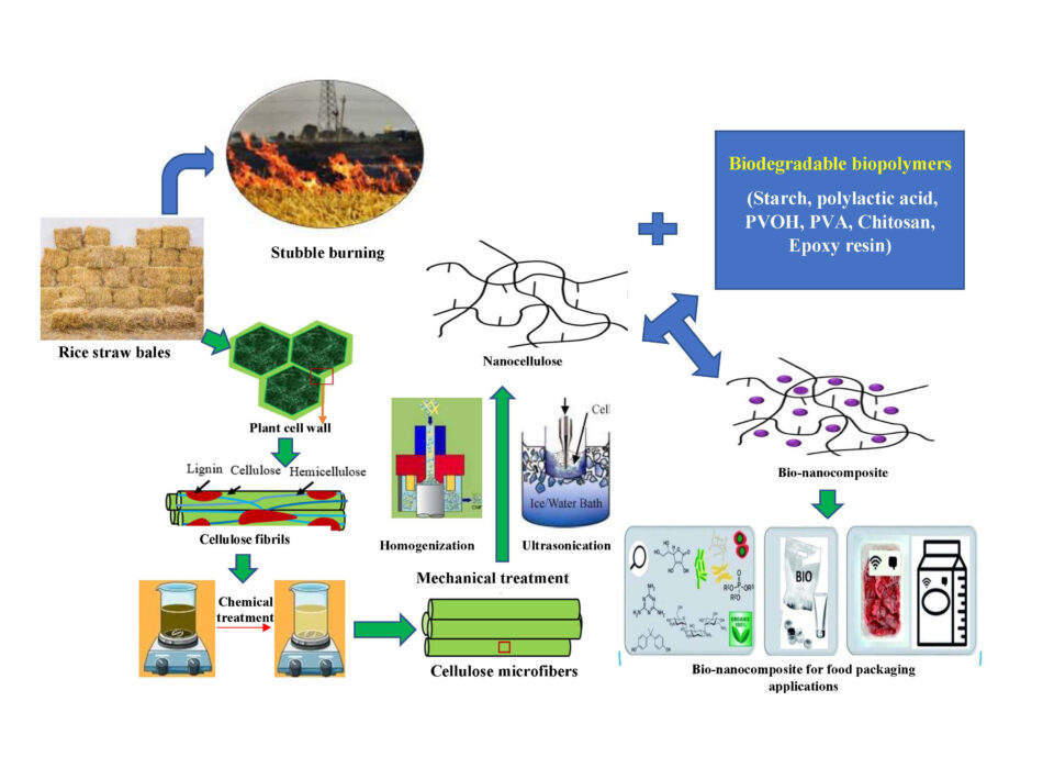 Rice straw as a source of nanocellulose for sustainable food packaging ...