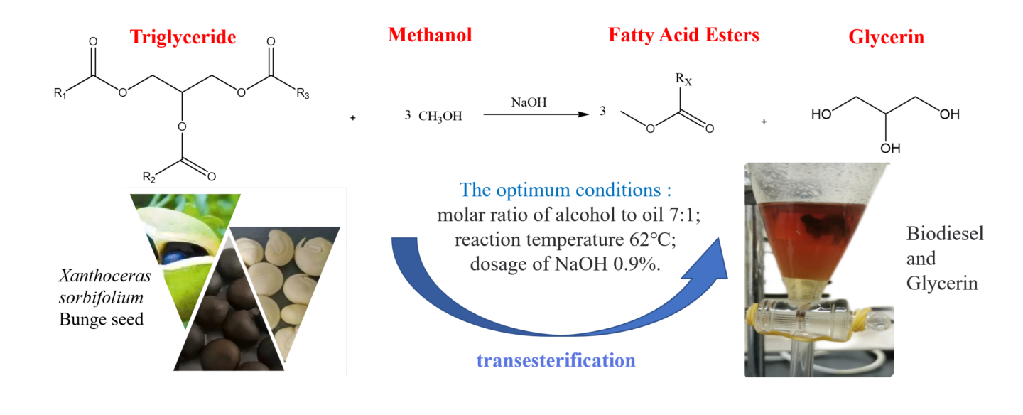 Parameter optimization for the biodiesel of Xanthoceras sorbifolium oil and determination of