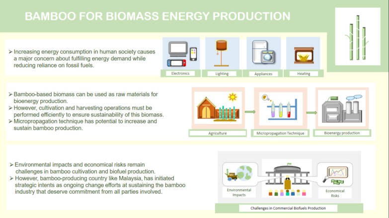 Bamboo For Biomass Energy Production :: BioResources