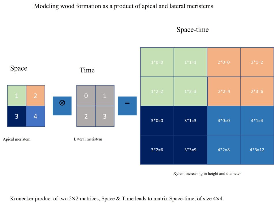 Spacetime analysis of the longitudinal variation in wood specific